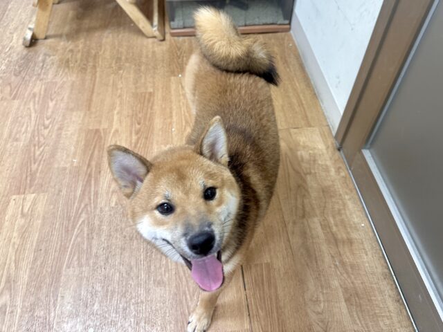 柴犬