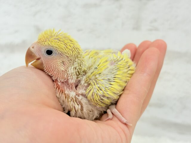 コザクラインコ（小桜インコ）