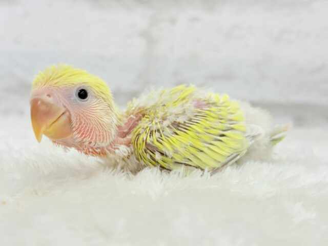 コザクラインコ（小桜インコ）