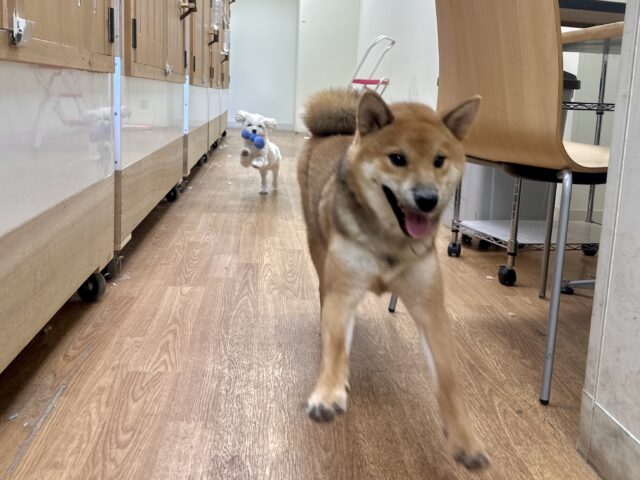 柴犬