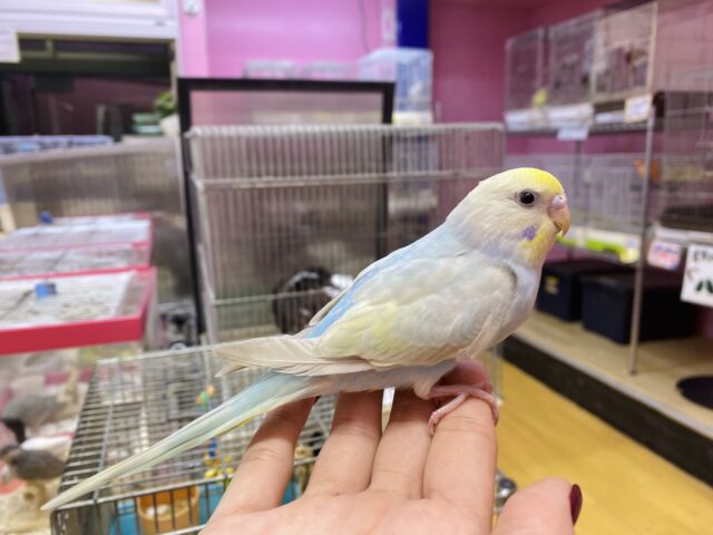 セキセイインコ