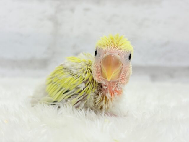 コザクラインコ（小桜インコ）