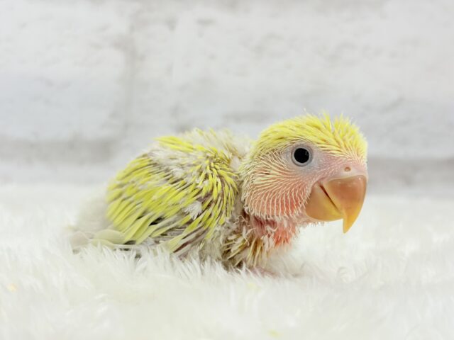 コザクラインコ（小桜インコ）