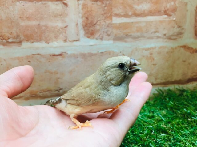 錦花鳥（キンカチョウ）