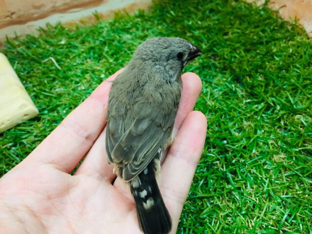 錦花鳥（キンカチョウ）