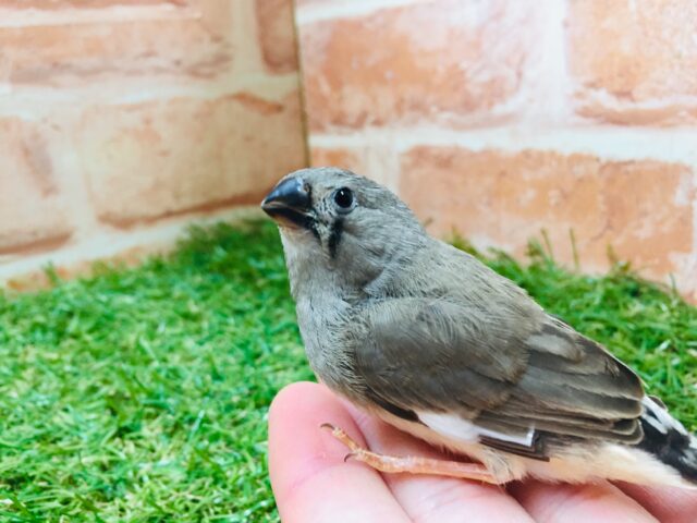 錦花鳥（キンカチョウ）