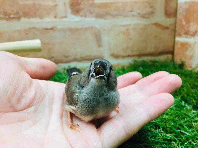 錦花鳥（キンカチョウ）
