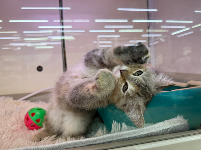 スコティッシュフォールド