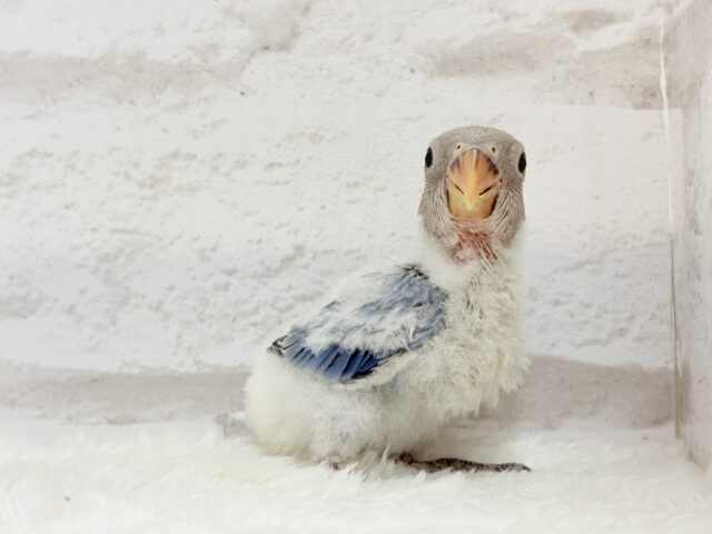 コザクラインコ（小桜インコ）