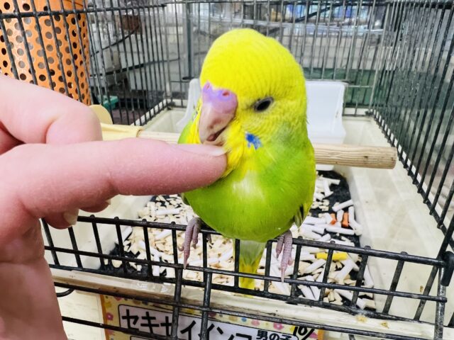 セキセイインコ