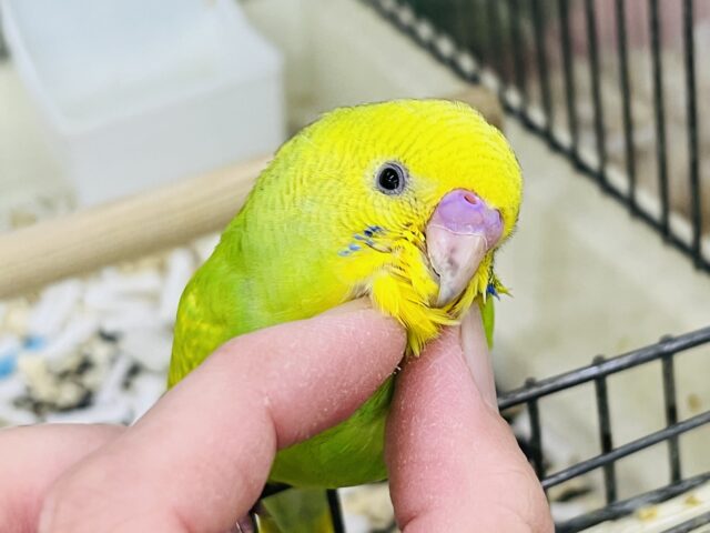 セキセイインコ