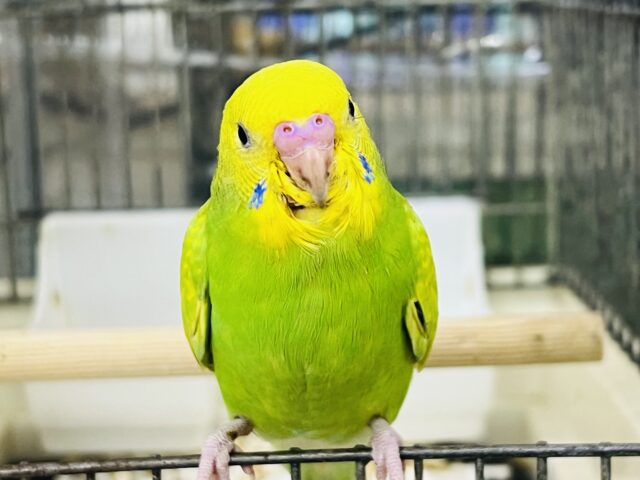セキセイインコ