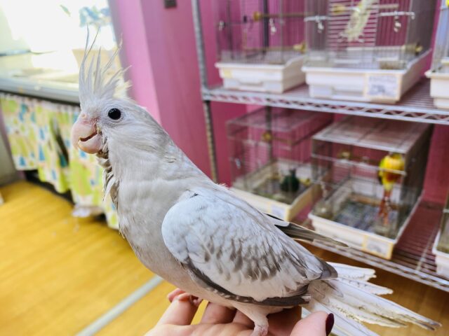 オカメインコ