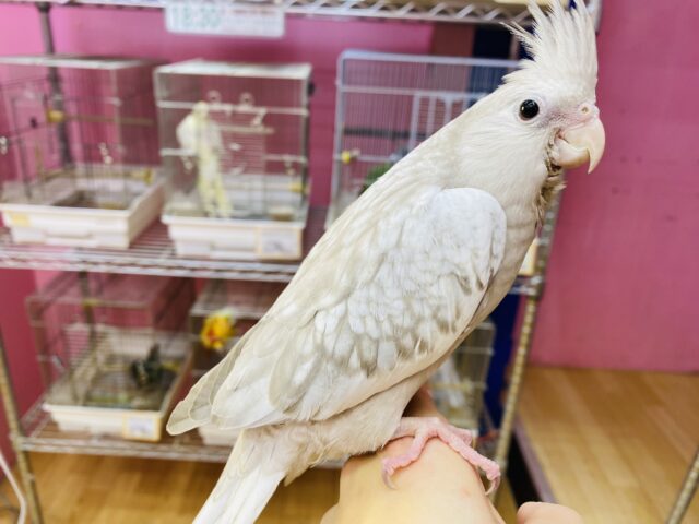 最新画像有ります❗️優しさ溢れる🫶💕︎︎モノトーンのオシャレさん😎✨オカメインコ(ホワイトフェイスシナモンパール) オカメインコ