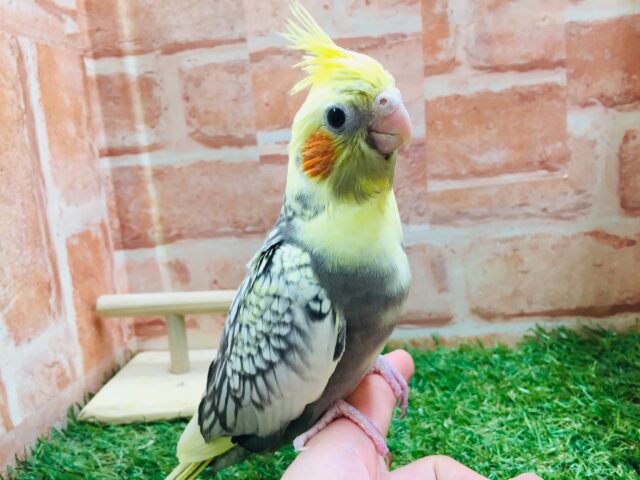 オカメインコ