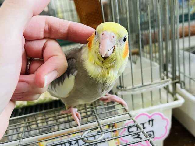 オカメインコ