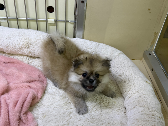 ポメペキ（ペキポメ）