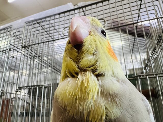 オカメインコ