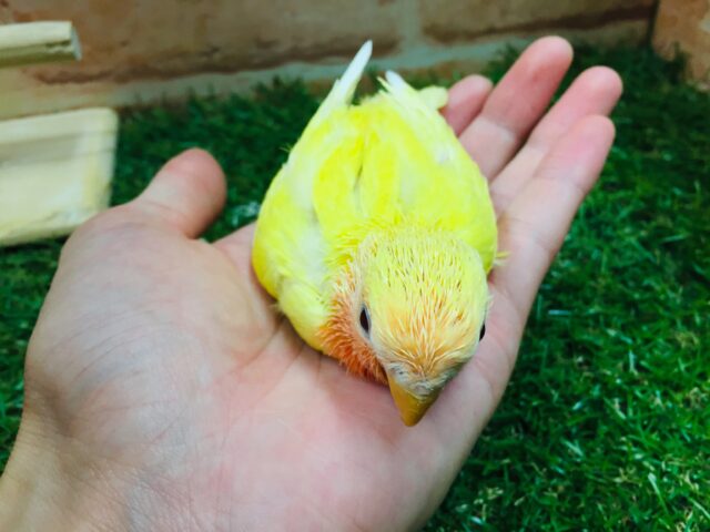 コザクラインコ（小桜インコ）