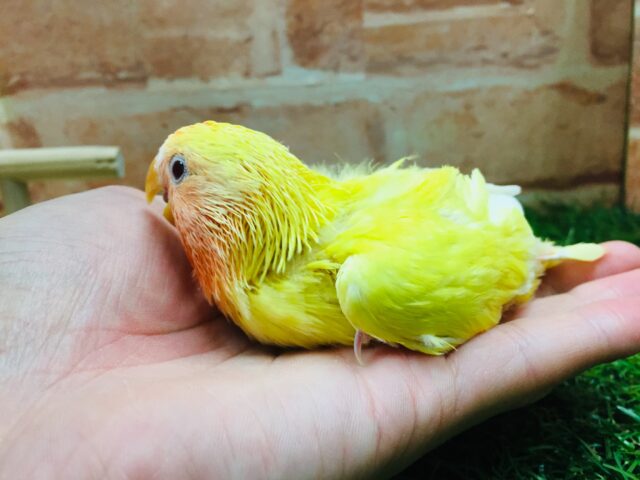 コザクラインコ（小桜インコ）