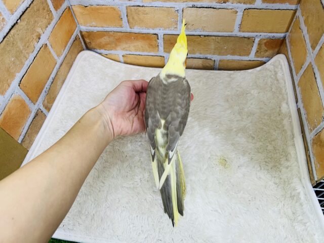 オカメインコ
