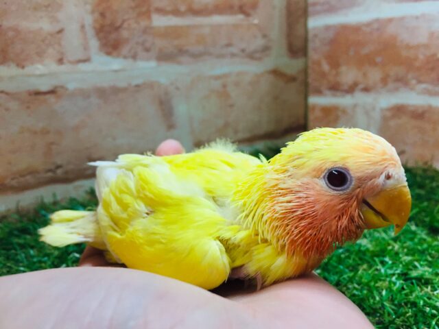 コザクラインコ（小桜インコ）