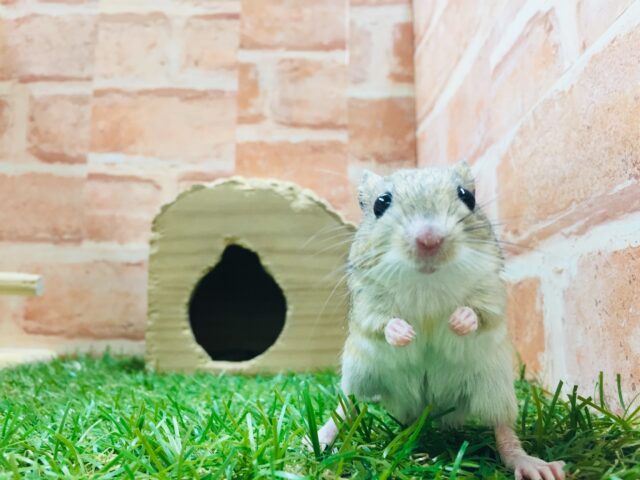 ジャイアントジャービル（オオスナネズミ）