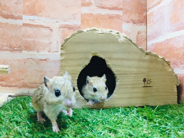 ジャイアントジャービル（オオスナネズミ）