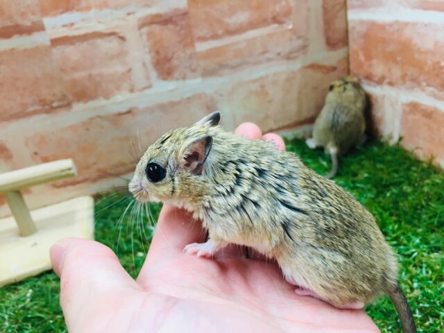 ジャイアントジャービル（オオスナネズミ）