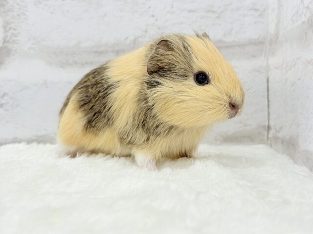 イングリッシュモルモット