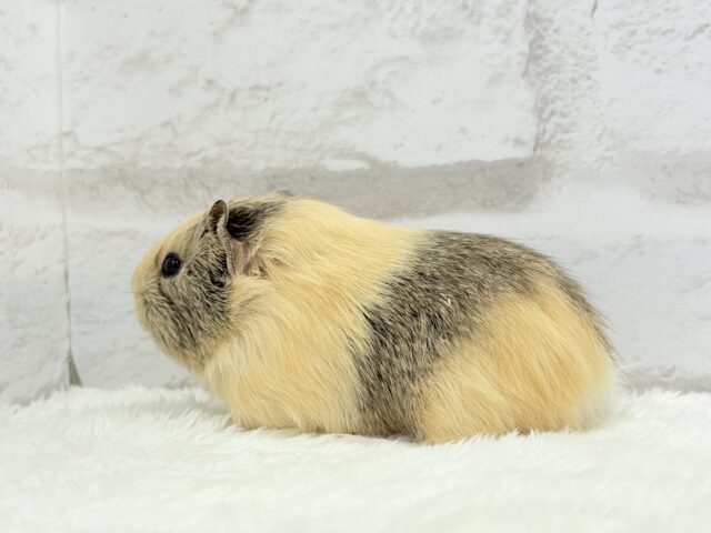 イングリッシュモルモット