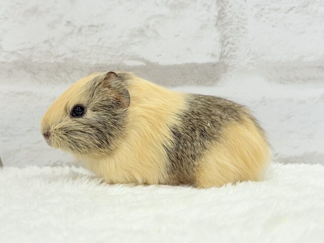 イングリッシュモルモット