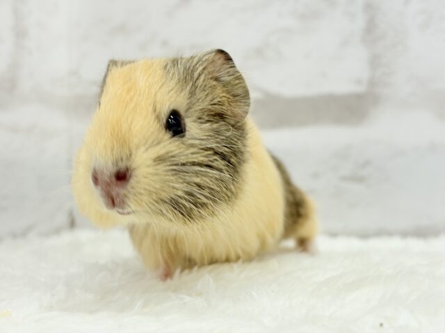 イングリッシュモルモット