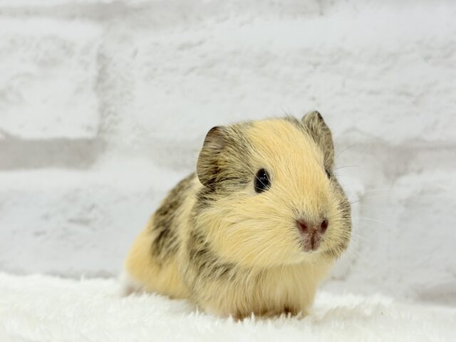 イングリッシュモルモット