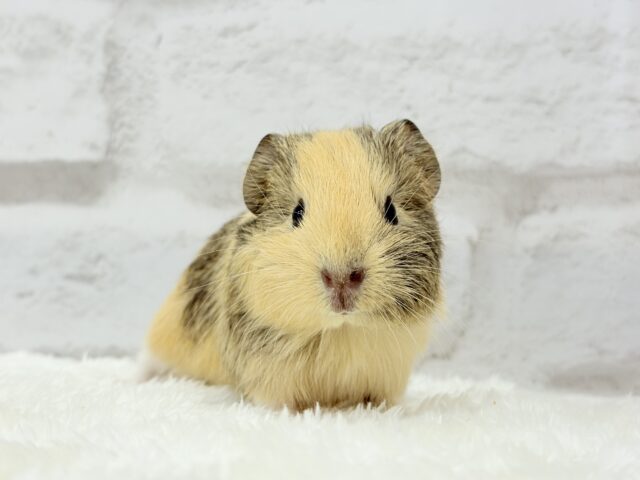 イングリッシュモルモット