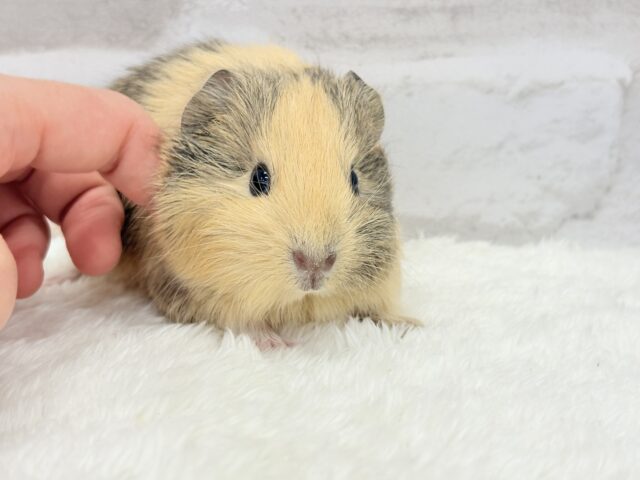 イングリッシュモルモット