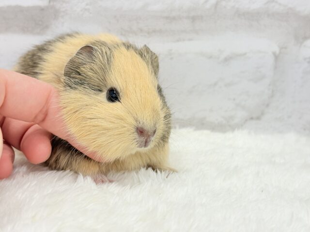 イングリッシュモルモット