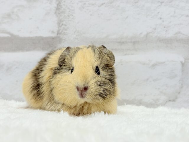 イングリッシュモルモット