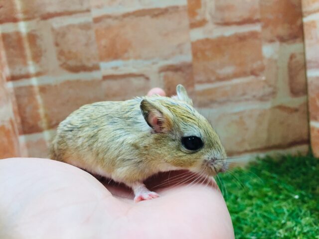 ジャイアントジャービル（オオスナネズミ）