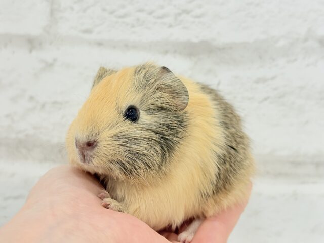 イングリッシュモルモット