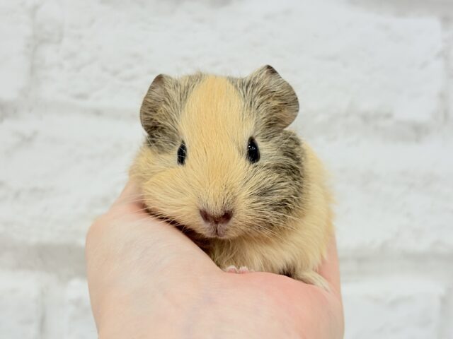 イングリッシュモルモット