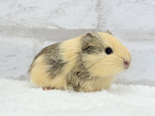 イングリッシュモルモット