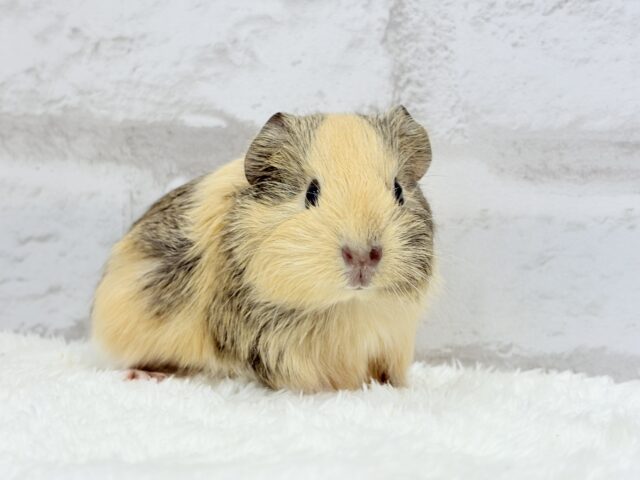 イングリッシュモルモット