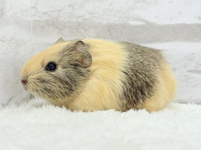 イングリッシュモルモット