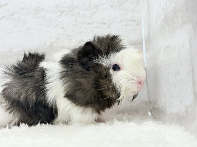 アビシニアンモルモット