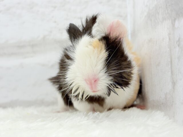 アビシニアンモルモット