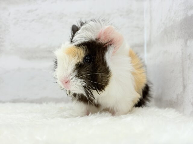 アビシニアンモルモット