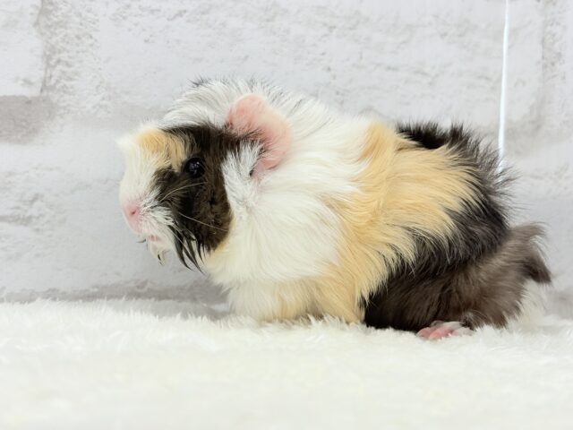 アビシニアンモルモット