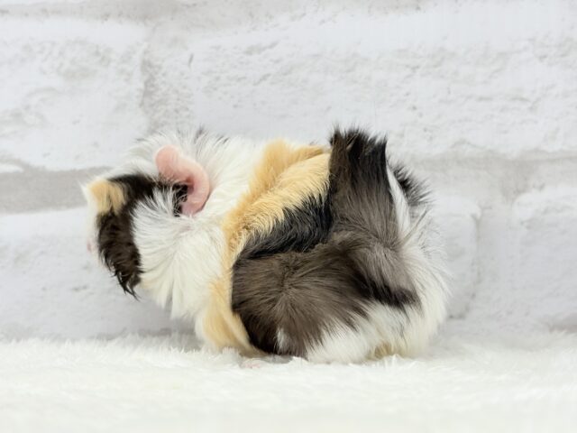 アビシニアンモルモット