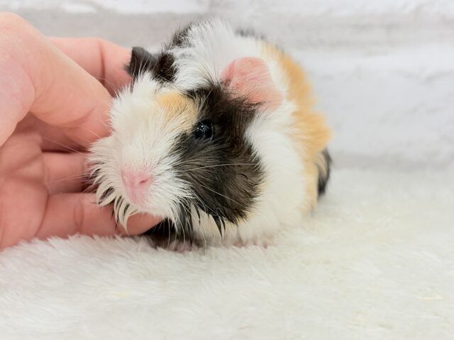 アビシニアンモルモット